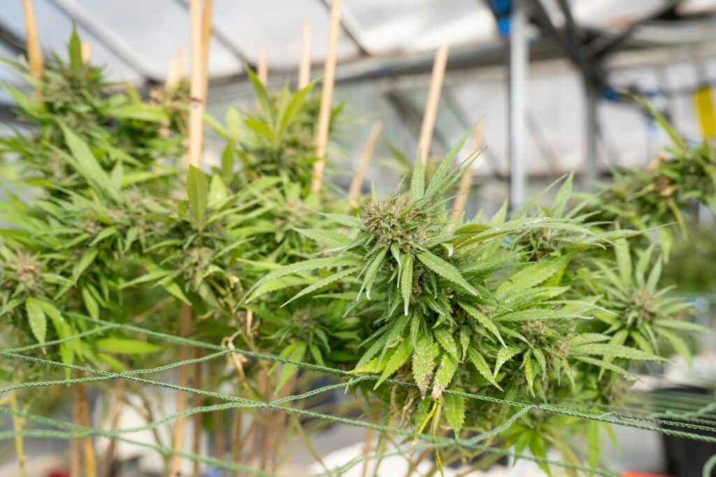 what is cannabis flower types indica sativa hybrid King of Budz