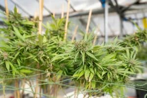 what is cannabis flower types indica sativa hybrid King of Budz