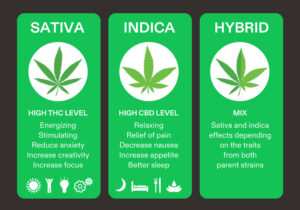 indica vs sativa vs hybrid