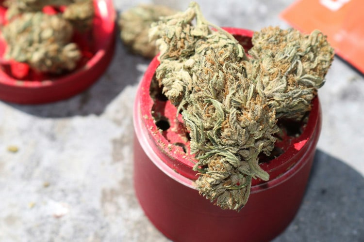 afternoon delight strain pungent hazy hybrid cannabis flower King of Budz