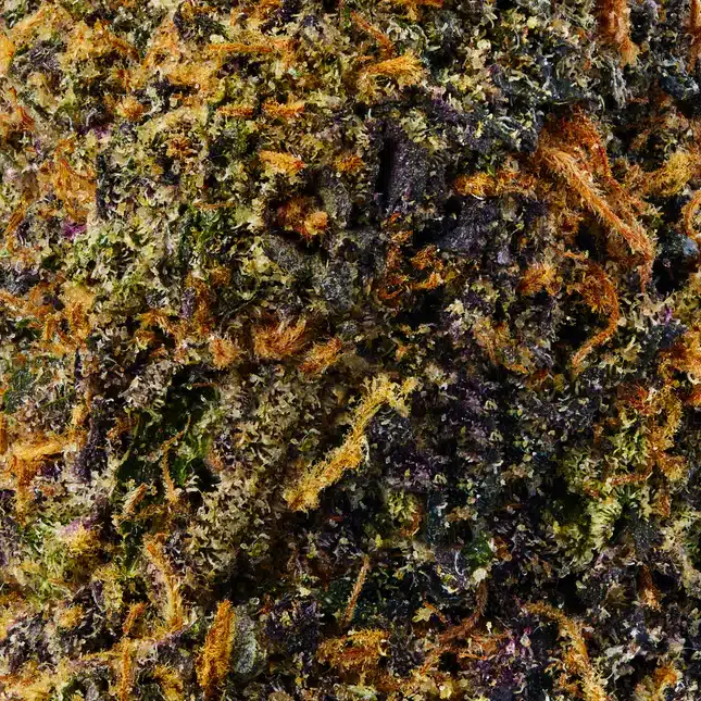 RainbowRuntz_PDPmediaG8_ChrisPhoto_20112024