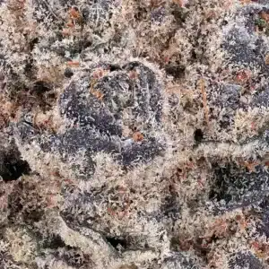 Cookies THCA – Blue Cookies Strain