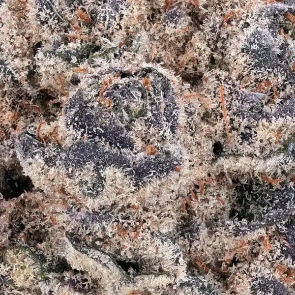 Cookies THCA – Blue Cookies Strain