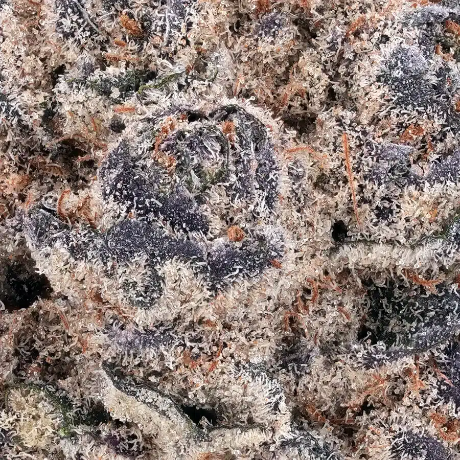 Blue-Cookies-July-2026-Zoom-900x900 Cookies THCA – Blue Cookies Strain