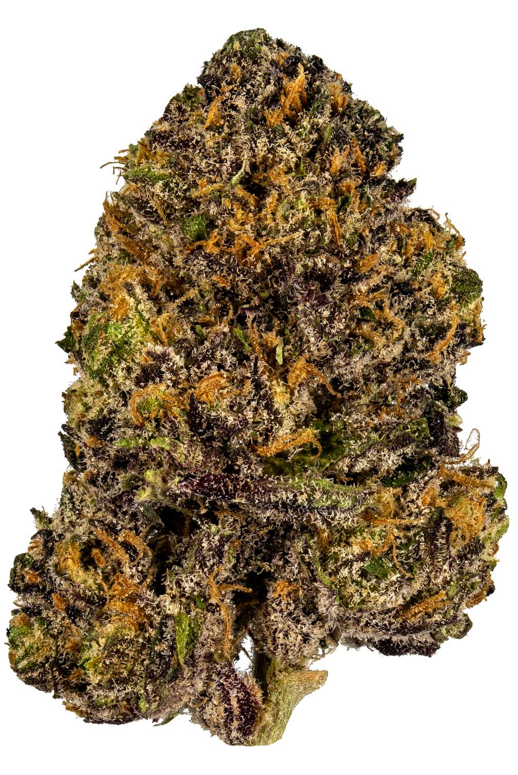 IMG_5766 granddaddy purple flower