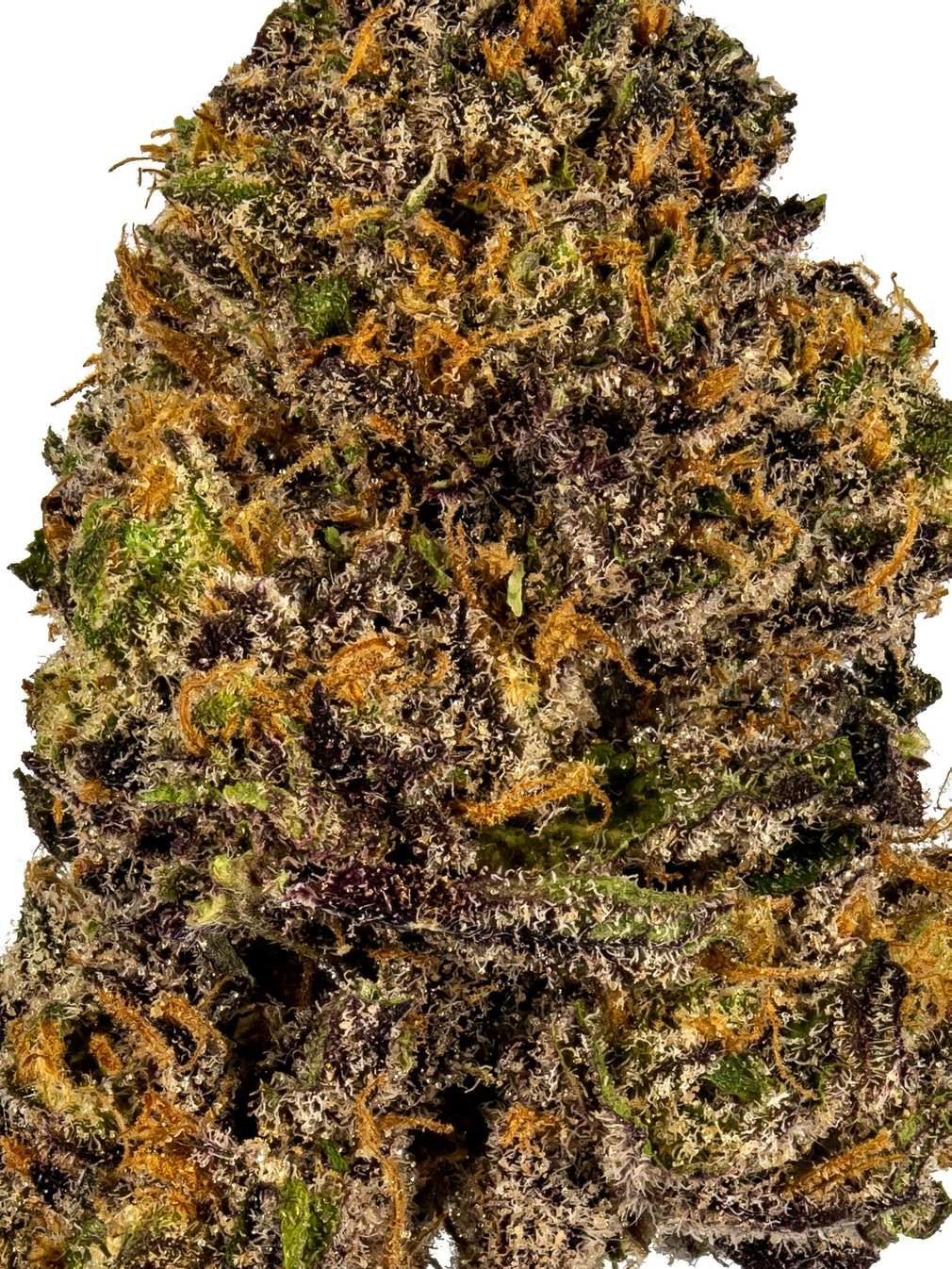 IMG_5767 granddaddy purple flower