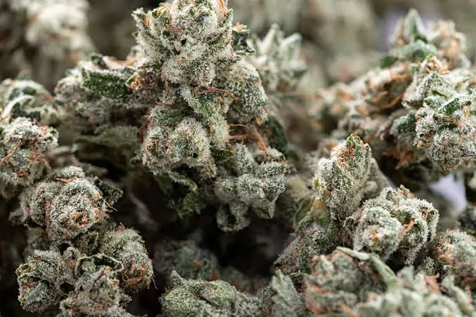 Indica