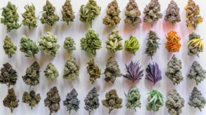 most popular cannabis strains 2026